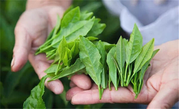 关于“十四五”时期，茶产业发展将有哪些新看点的最新消息