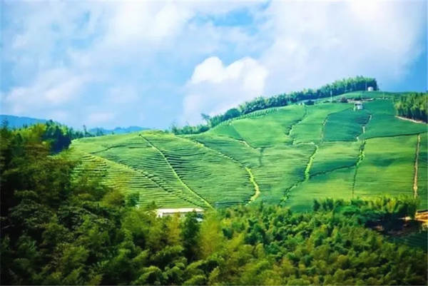 有关于茶旅融合是否有前途？这4地用数据说话！的热门消息(1)