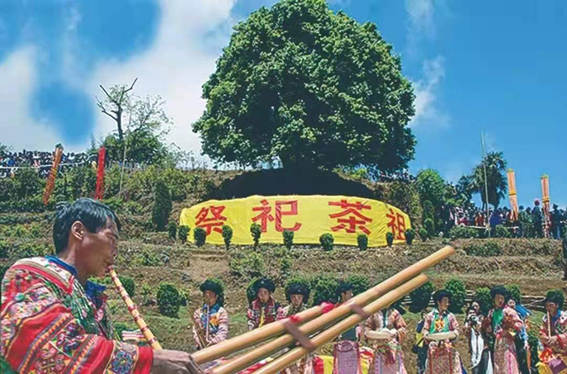 关于香竹箐锦绣茶王树10公斤鲜叶采摘权拍出1068万元天价的热门消息(7)