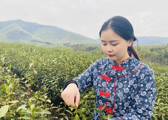 有关于春茶进入全面开采期，快来看看全国各地春茶采制的最新情况吧的消息(5)