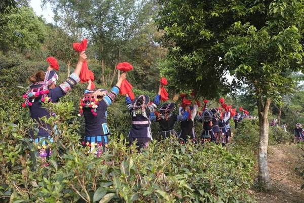 关于墨江县贡茶园茶王树开采,现场竞拍28万元的最新消息