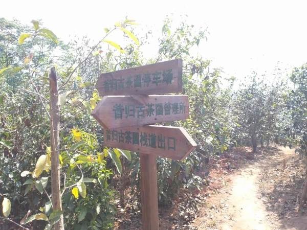 有关于【一线调查】云南临沧昔归村民为何烧茶？的最新消息(6)