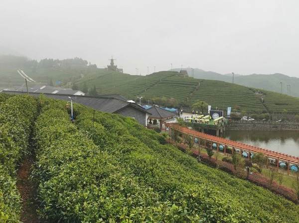 关于发展规划 | 浙江省茶产业“十三五”回顾与“十四五”展望的最新消息(3)