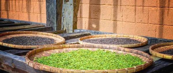 关于2020年度云南省茶产业综合产值破千亿的热门资讯(1)