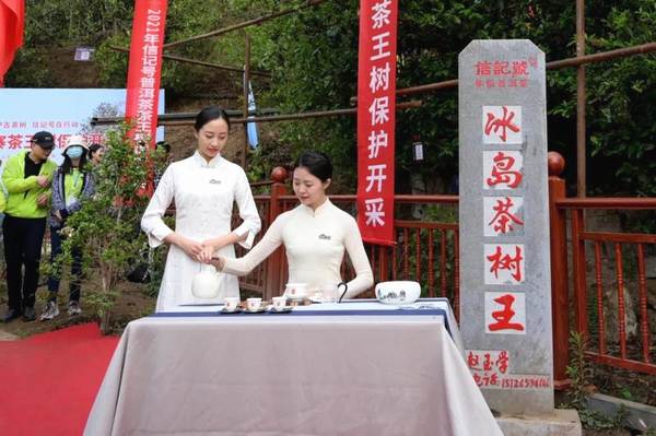 关于冰岛五寨春茶全面开采，五棵茶王树领衔“保护开采”新模式的热门资讯(5)