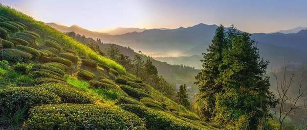 有关于茶园经济模式多元化，促产增收，以茶兴农的新闻