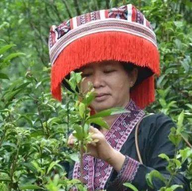 有关于全国脱贫攻坚表彰大会，这些单位和个人因茶上榜！的热门资讯(6)