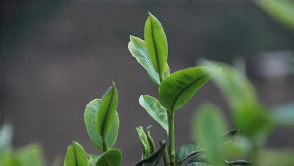 关于科技赋能茶产业发展 院士与媒体人共话中国茶的热门信息(4)