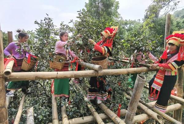 关于茶王“贡牛”每公斤鲜叶最高价格1.2万元！思茅区老安寨古树茶开采的热门新闻(3)