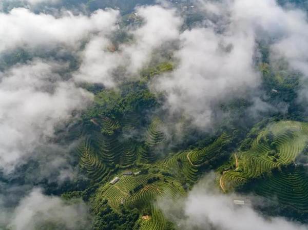 关于什么是智慧化有机茶庄园，智慧茶业到底是如何建造设计的的新闻(10)
