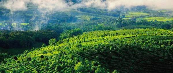 关于2020年度云南省茶产业综合产值破千亿的热门资讯(2)