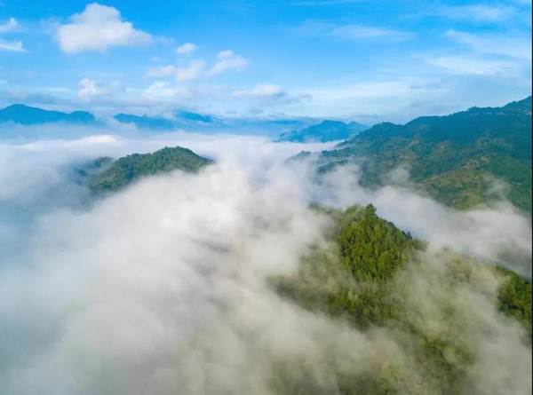 关于什么是智慧化有机茶庄园，智慧茶业到底是如何建造设计的的新闻(9)