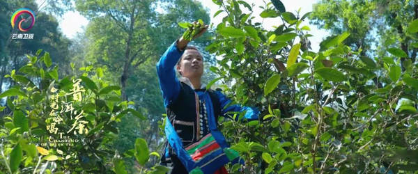 有关于优秀纪录片《普洱茶——时光在吟唱》走出国门的资讯(13)