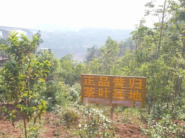 有关于【一线调查】云南临沧昔归村民为何烧茶？的最新消息