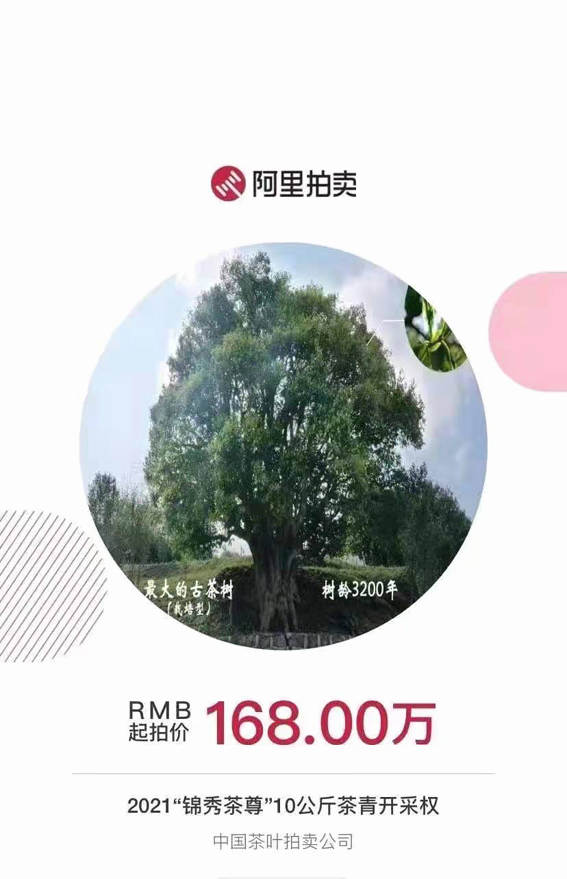 关于香竹箐锦绣茶王树10公斤鲜叶采摘权拍出1068万元天价的热门消息