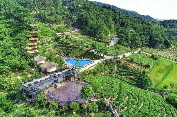 关于发展规划 | 浙江省茶产业“十三五”回顾与“十四五”展望的最新消息(11)