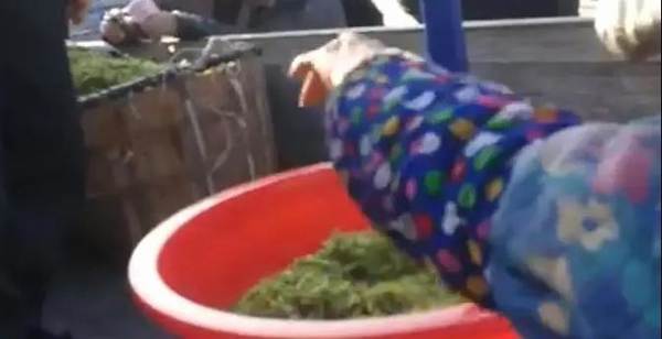 关于中国茶界残酷的现实：库存200万吨，但很多人根本喝不起茶！的热门新闻(6)