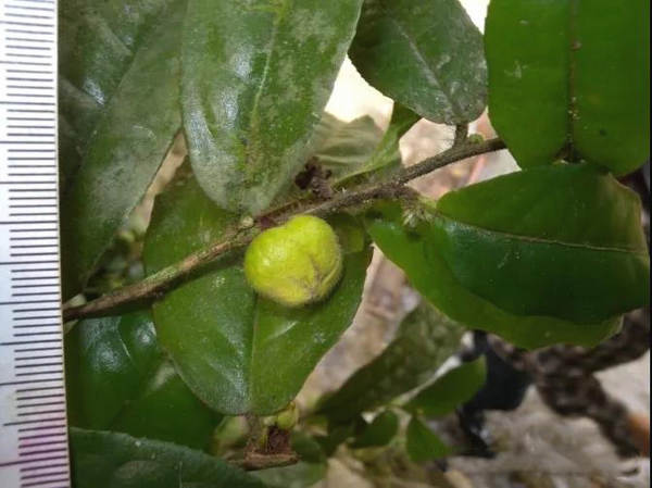 有关于中国首次发现云南管蕊茶：数量仅有30株左右、急需保护的最新消息(4)