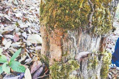 有关于坚决遏制种茶毁林行为！《人民日报》关注云南专项整治的热门信息(1)