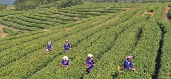 有关于春茶进入全面开采期，快来看看全国各地春茶采制的最新情况吧的消息(2)