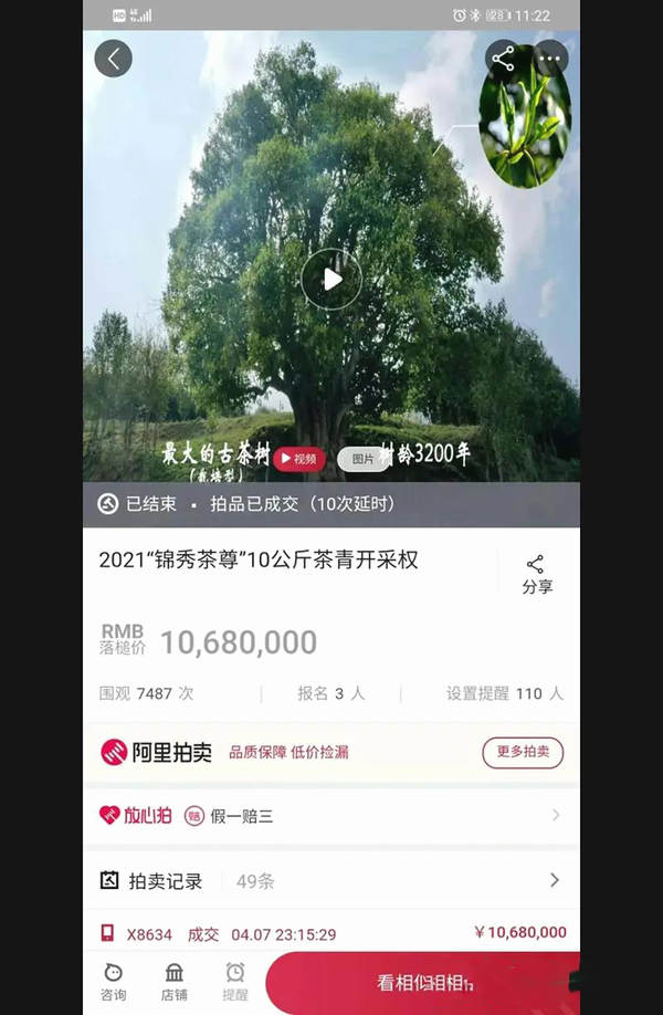 关于惊天价!云南3200年最大古树茶采摘权拍出1068万元创大世界基尼斯之最的热门资讯