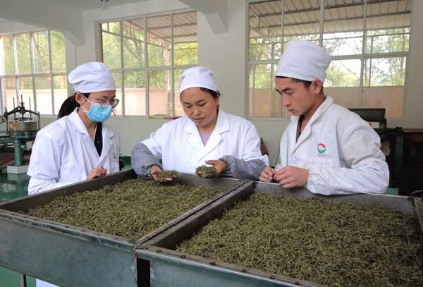 有关于产业扶贫，我国贫困地区茶产业发展面临的问题与挑战的资讯(14)