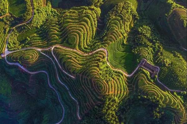 有关于福建安溪茶产业助力乡村振兴的经验与启示的热门消息(8)