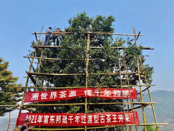 有关于4月9日澜沧邦崴千年过渡型古茶王开采 收获鲜叶51.6kg的新闻(1)