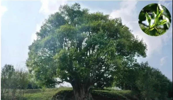 关于惊天价!云南3200年最大古树茶采摘权拍出1068万元创大世界基尼斯之最的热门资讯(2)