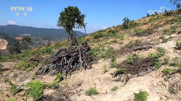 有关于焦点访谈:“谁破坏谁修复!” 整治毁林种茶 守住绿水青山的信息(5)