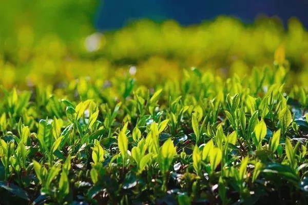 有关于后疫情时代&大健康时代,有机茶将是新趋势的新闻(1)