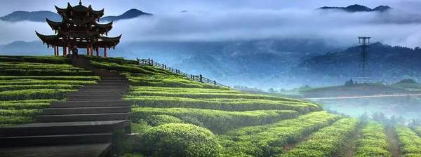 关于东西部扶贫协作发展茶产业助力脱贫攻坚——以杭州市对口帮扶湖北省恩施州为例的最新消息(13)