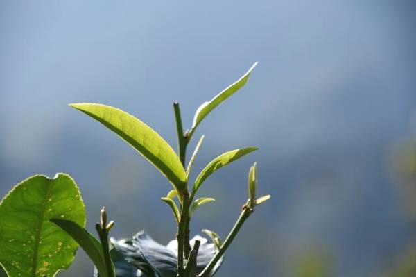 关于2020年全省茶业综合产值突破千亿大关 全省茶园面积超700万亩的最新资讯(2)