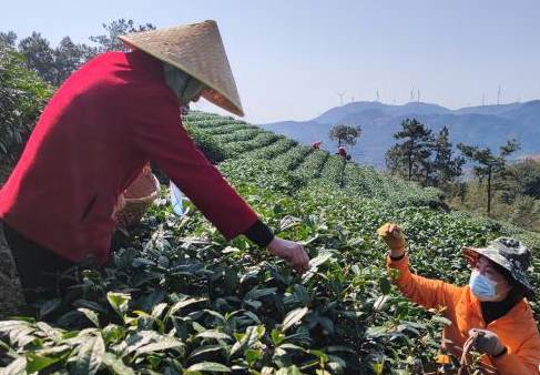 有关于春茶进入全面开采期，快来看看全国各地春茶采制的最新情况吧的消息(6)