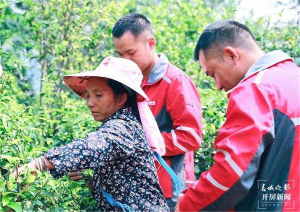 关于环比增长达89%！今年云南春茶销量增速全国第一的最新信息