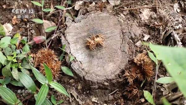 有关于焦点访谈:“谁破坏谁修复!” 整治毁林种茶 守住绿水青山的信息(1)