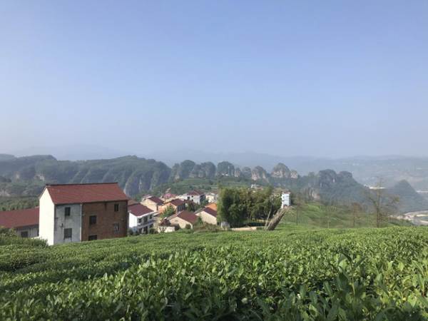 有关于链接现代消费者，看大佛龙井的品牌传播新探索的热门信息(6)