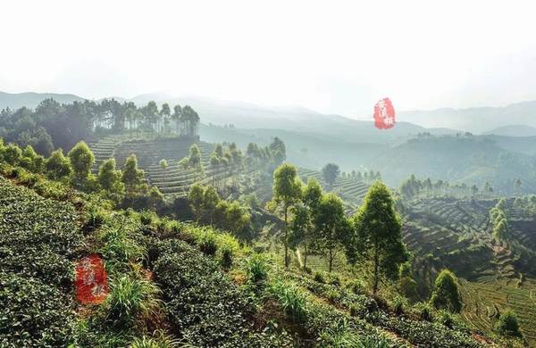 关于全国率先！安溪铁观音质量安全白皮书在北京发布！的新闻(10)