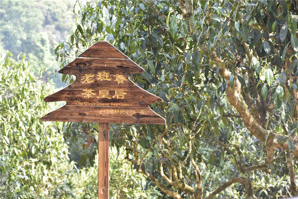 有关于天价古树茶无路可退！高产能、高库存、高泡沫的普洱茶何去何从？的资讯(1)