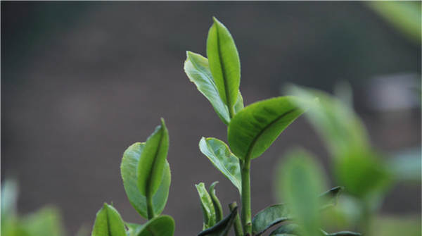 有关于【2020年度观点】茶行业年度观点影响力盘点（下）的资讯