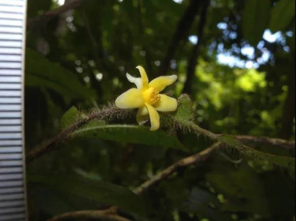 有关于中国首次发现云南管蕊茶：数量仅有30株左右、急需保护的最新消息(3)