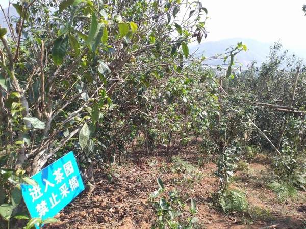 有关于【一线调查】云南临沧昔归村民为何烧茶？的最新消息(2)