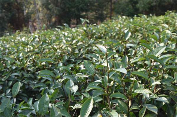 关于【2020年度新闻】茶行业热点新闻事件汇总(中)的热门新闻(1)