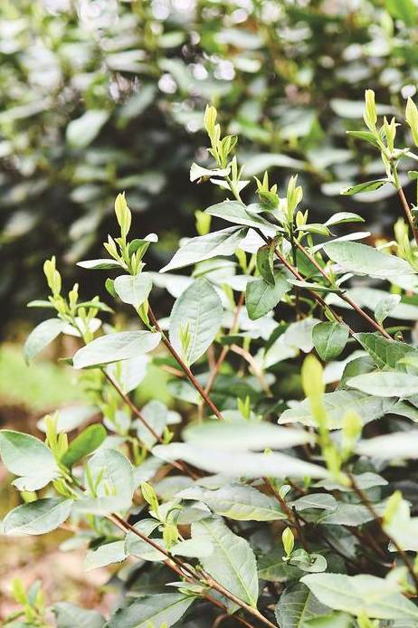 有关于春茶进入全面开采期，快来看看全国各地春茶采制的最新情况吧的消息(8)