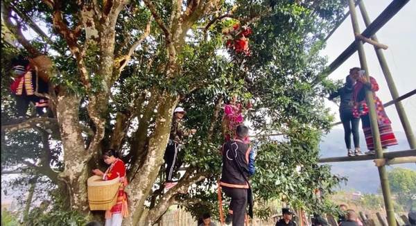 有关于4月9日澜沧邦崴千年过渡型古茶王开采 收获鲜叶51.6kg的新闻(2)