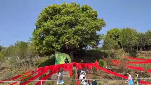 有关于“一两黄金一两茶”，谁炮制了几十万元1斤的天价茶？  的新闻(1)