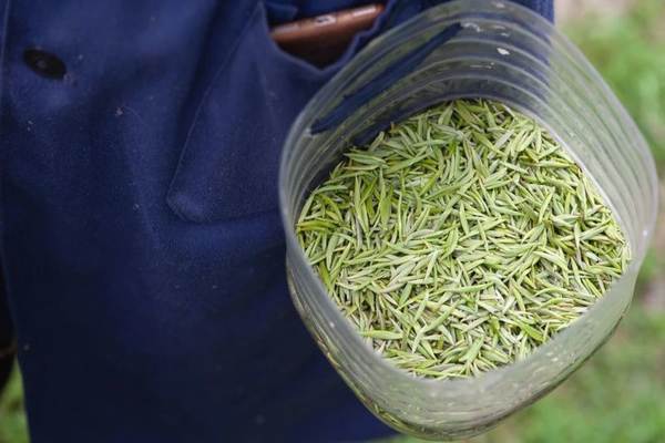 有关于产业扶贫，我国贫困地区茶产业发展面临的问题与挑战的资讯(8)