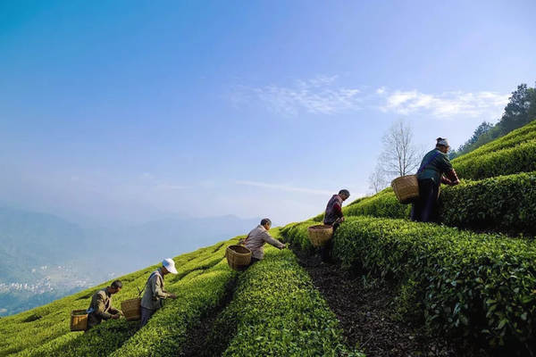 有关于【2020年度观点】茶行业年度观点影响力盘点（下）的资讯(8)