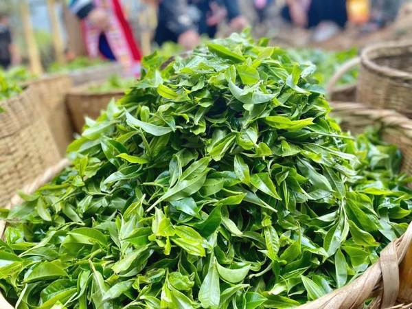 有关于4月9日澜沧邦崴千年过渡型古茶王开采 收获鲜叶51.6kg的新闻