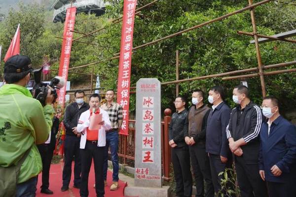 关于冰岛五寨春茶全面开采，五棵茶王树领衔“保护开采”新模式的热门资讯(4)